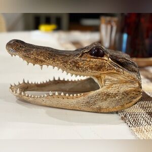 Small Brown Alligator Skull Decor taxidermy